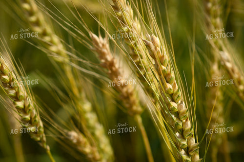 Wheat 191113
