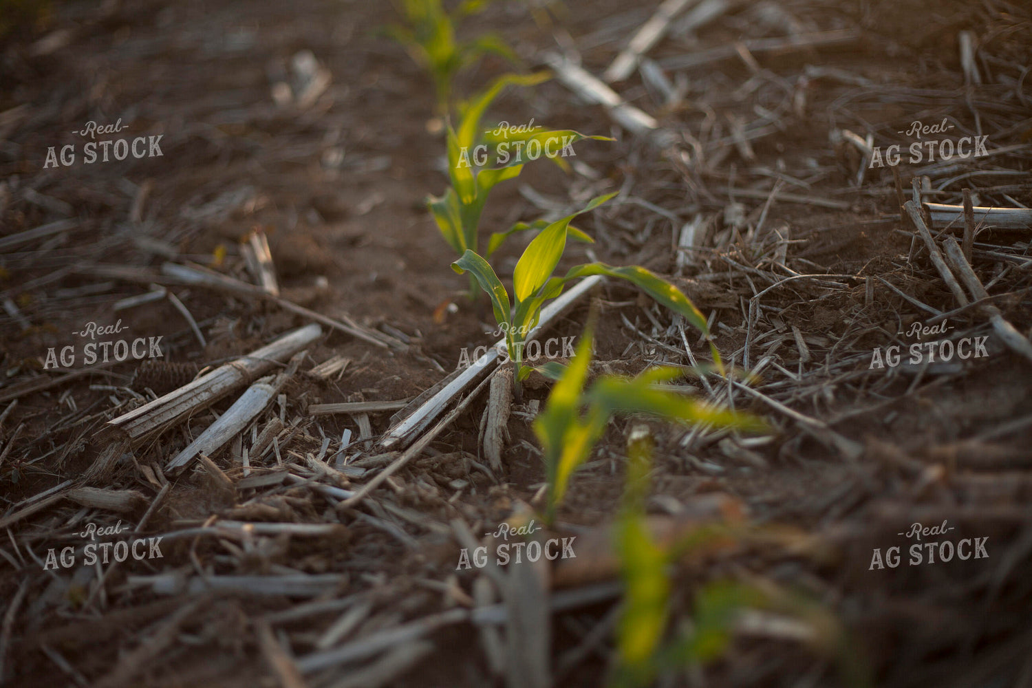 Corn - Early Growth 1166