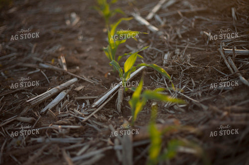 Corn - Early Growth 1166