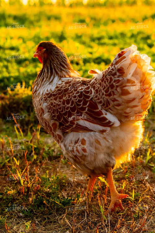 Chicken 299088