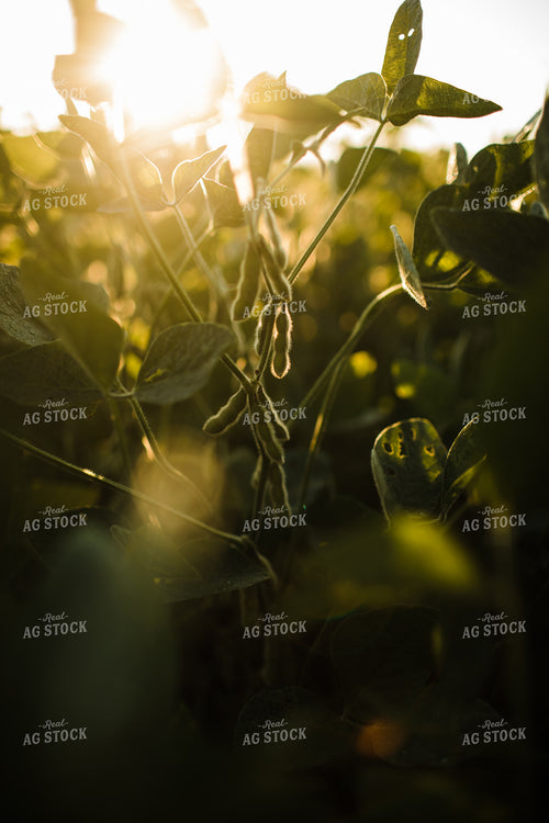 Soybean Pods at Sunrise 3276