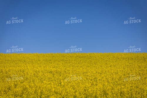 Flowering Canola Field 138045