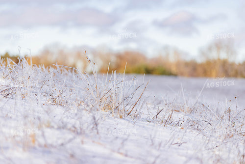 Snowy Pasture  96026