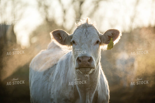 Charolais Cattle 219089