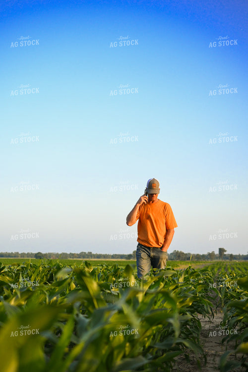 Farmer on Phone while Checking Corn 191128