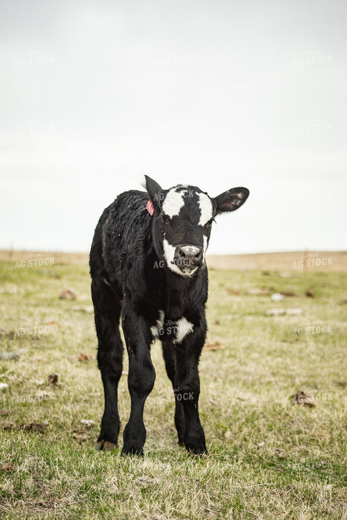 Black Baldy Calf 155689