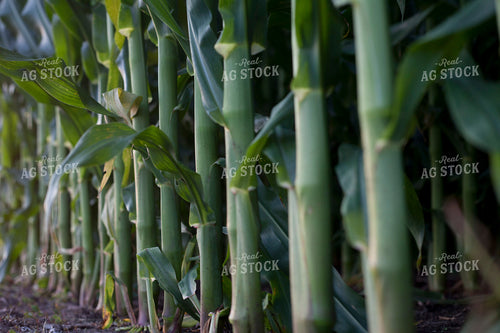 Corn - Mid-Season 1248