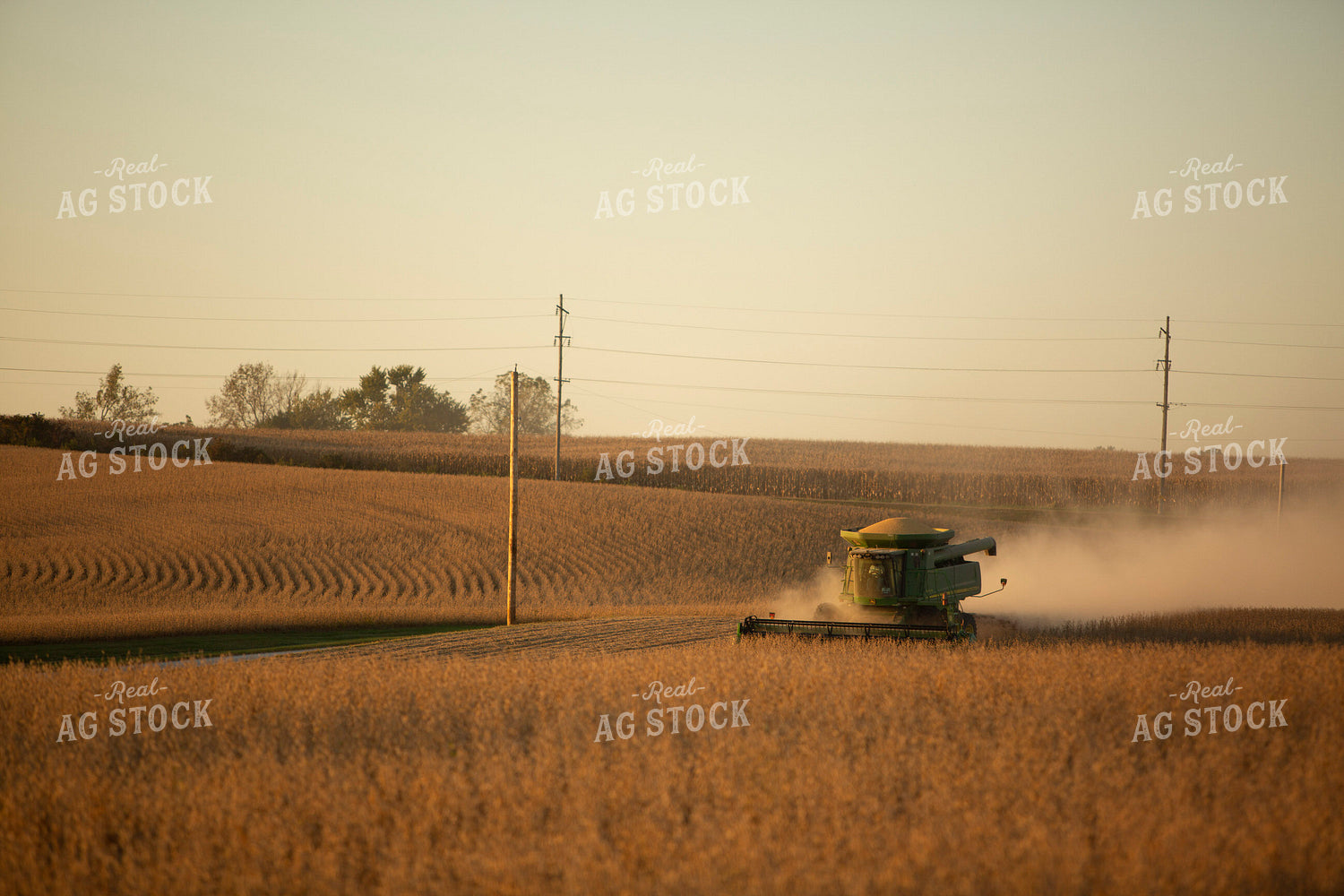 Soybeans - Dry 1557