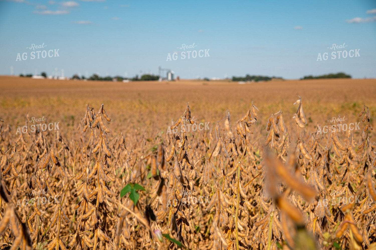 Soybean Field 25963