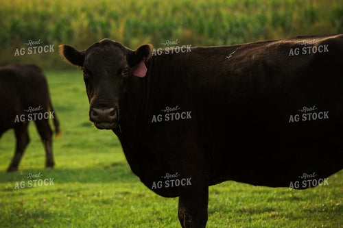 Cattle 2407