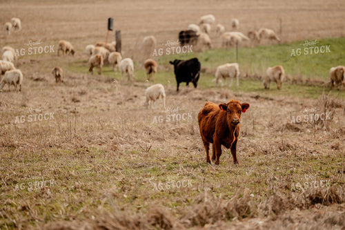 Sheep and Cattle Grazing 104034