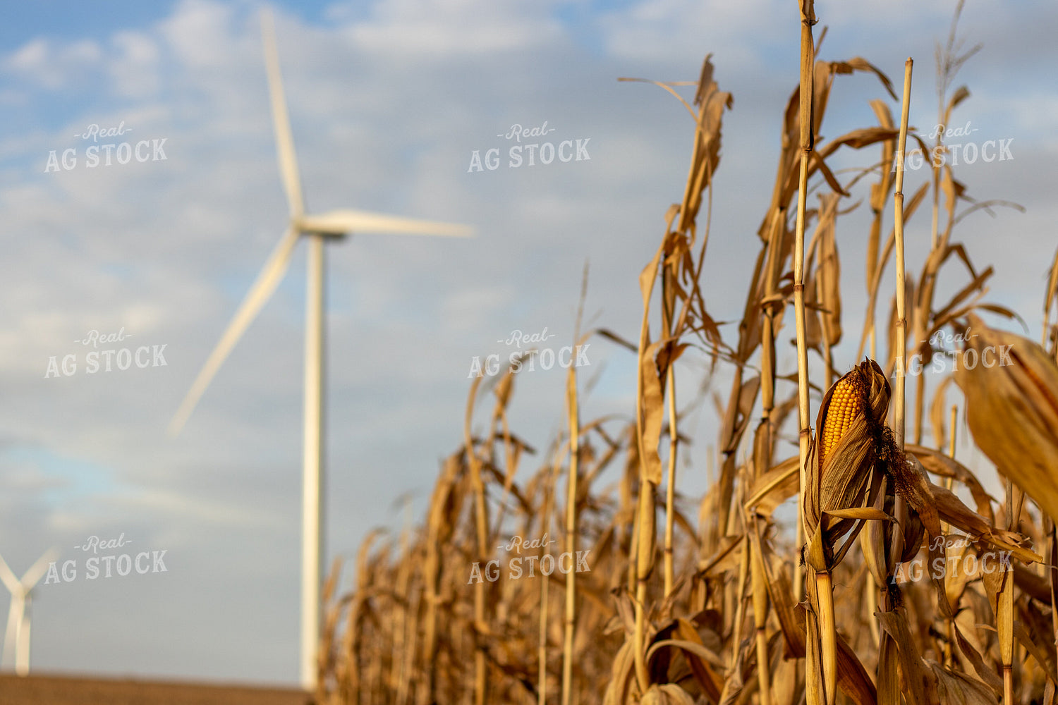 Dried Corn Field 67172