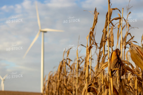 Dried Corn Field 67172