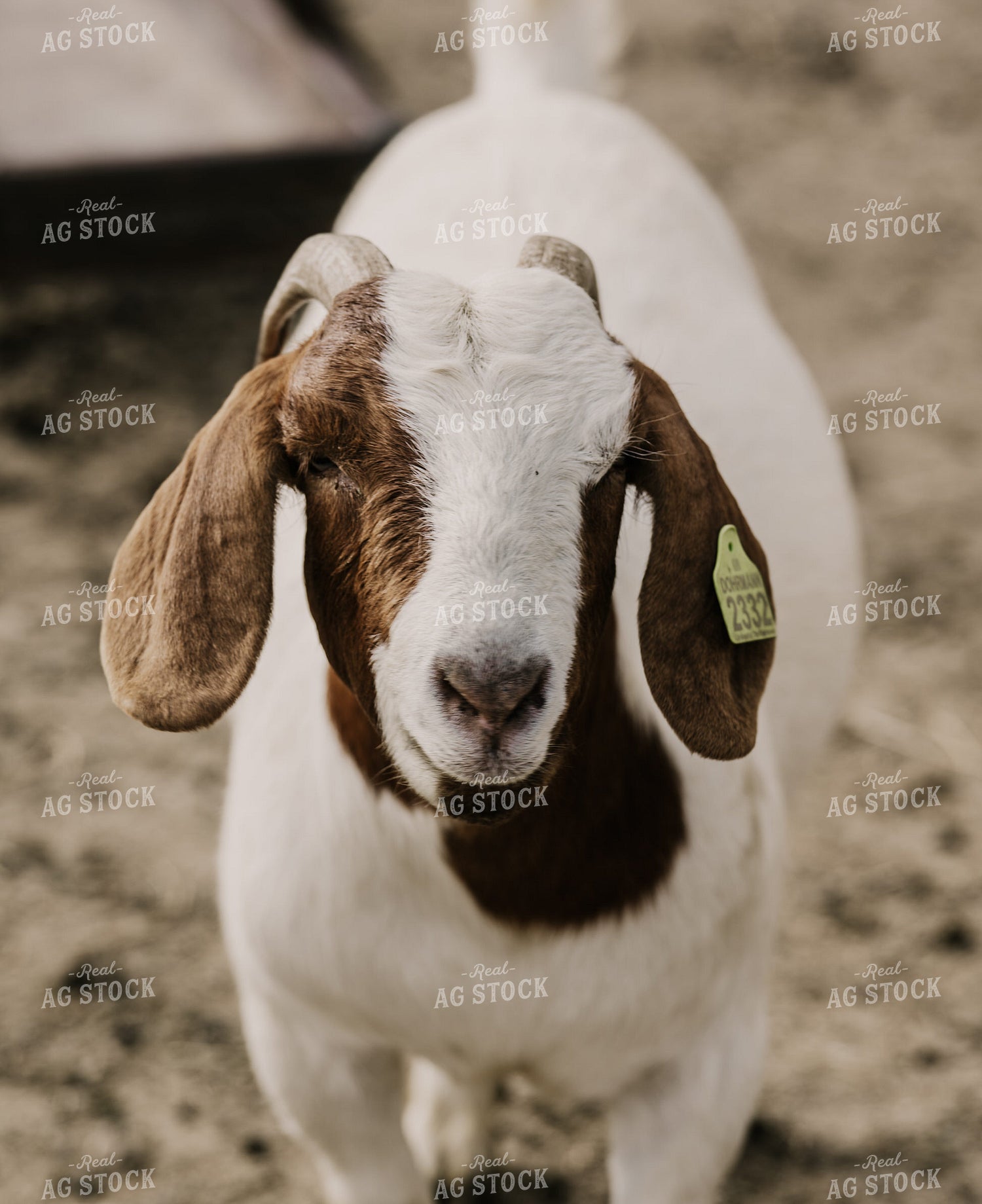 Goats 185134