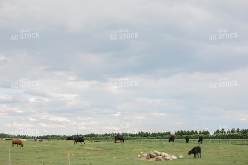 Feedyard 2983