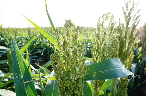 Sorghum 156004