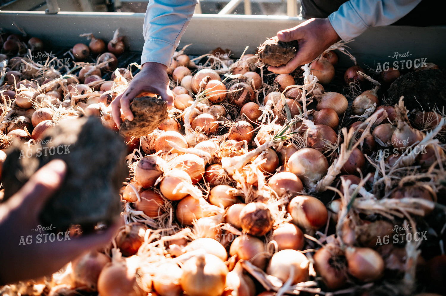 Onion Harvest 56741