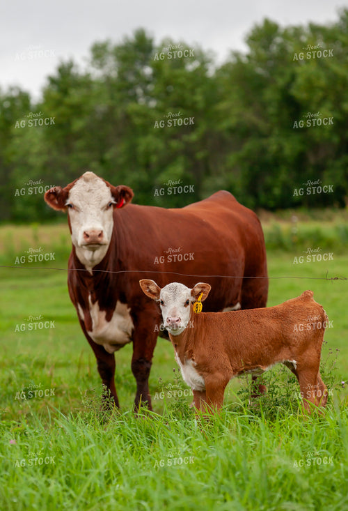 Hereford Cattle 132054