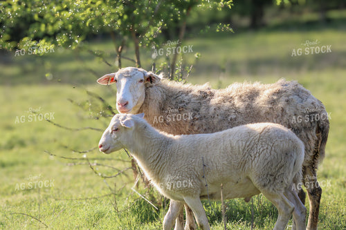 Sheep on Pasture 182041