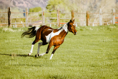 Horse in Pasture 83058