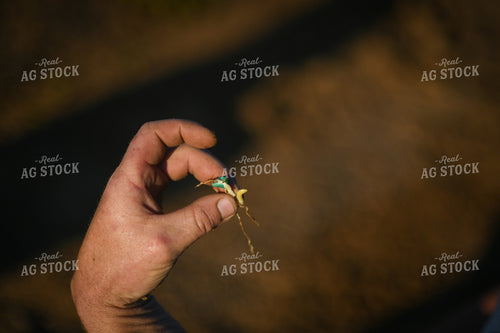 Scouting 191053