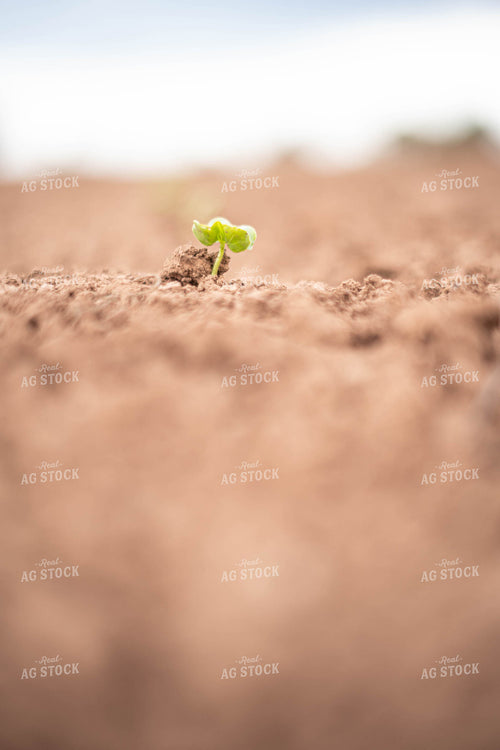 Early Growth Cotton 91077
