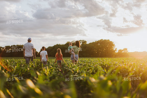 Farm Family Checking Corn 8815