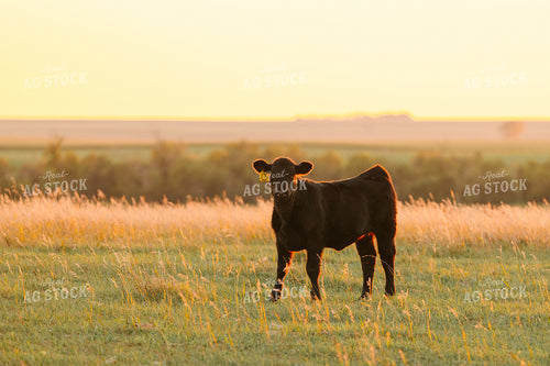 Cattle on Pasture at Sunset 68220