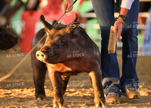 Showing Pigs 160112