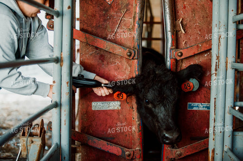 Angus Calf Getting Tagged 77063