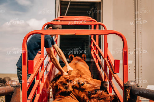 Angus Cattle in Chute with Farmer 97032