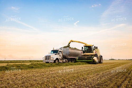 Chopping Silage 152136