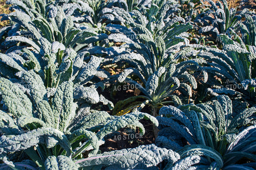 Kale Field 50190