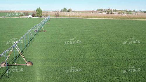 Winter Wheat 65712