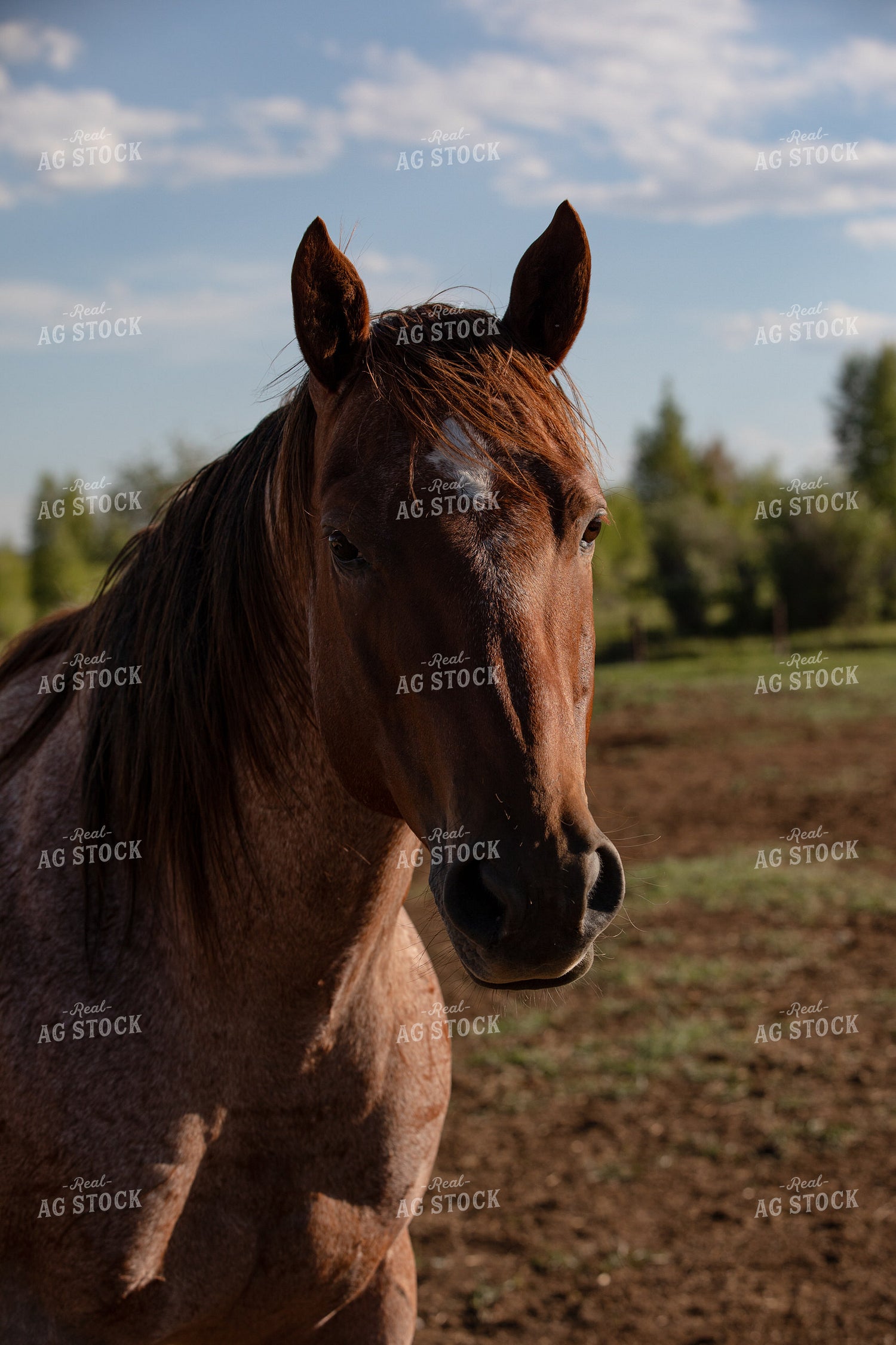 Horse 304071