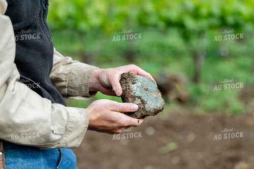 Farmer Holding Rock in Vineyard 107052