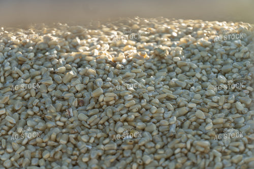 White Corn Close Up 65537