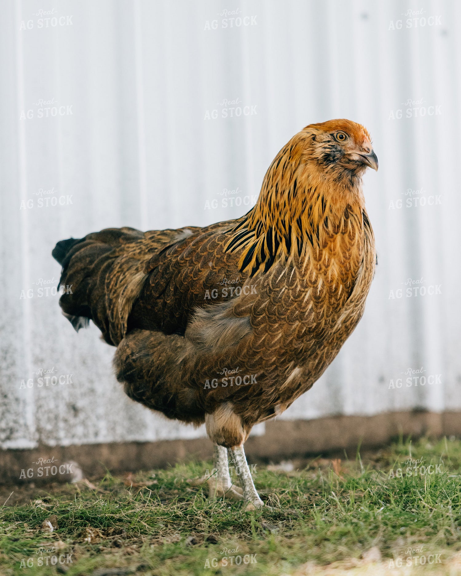 Backyard Chickens 178067