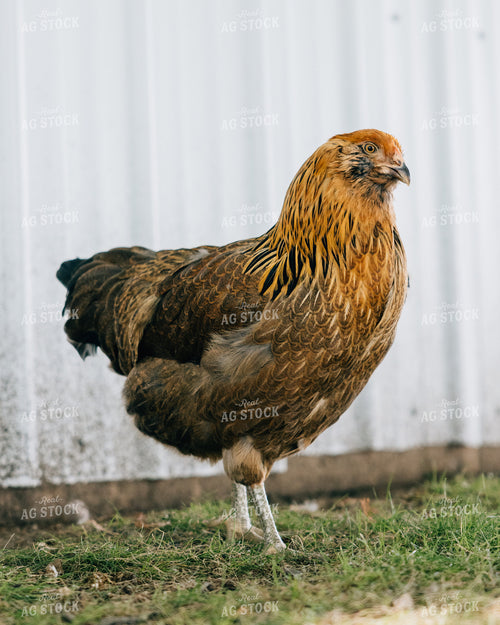 Backyard Chickens 178067