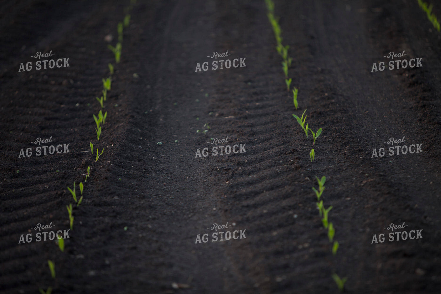 Corn - Early Growth 1127