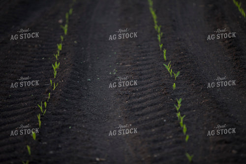 Corn - Early Growth 1127
