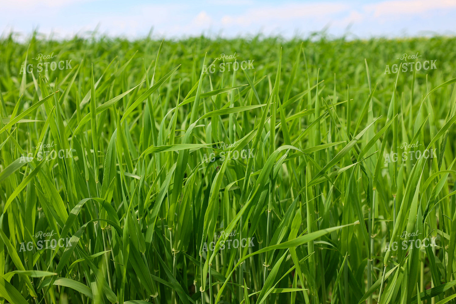 Wheat 187050