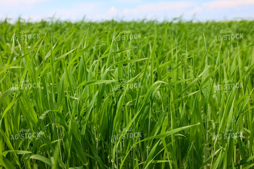 Wheat 187050