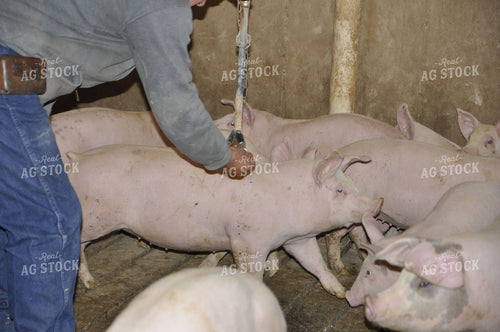 Pigs in Pens 103015