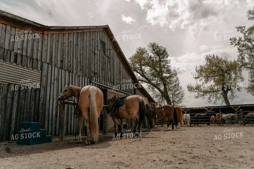 Horses 58359