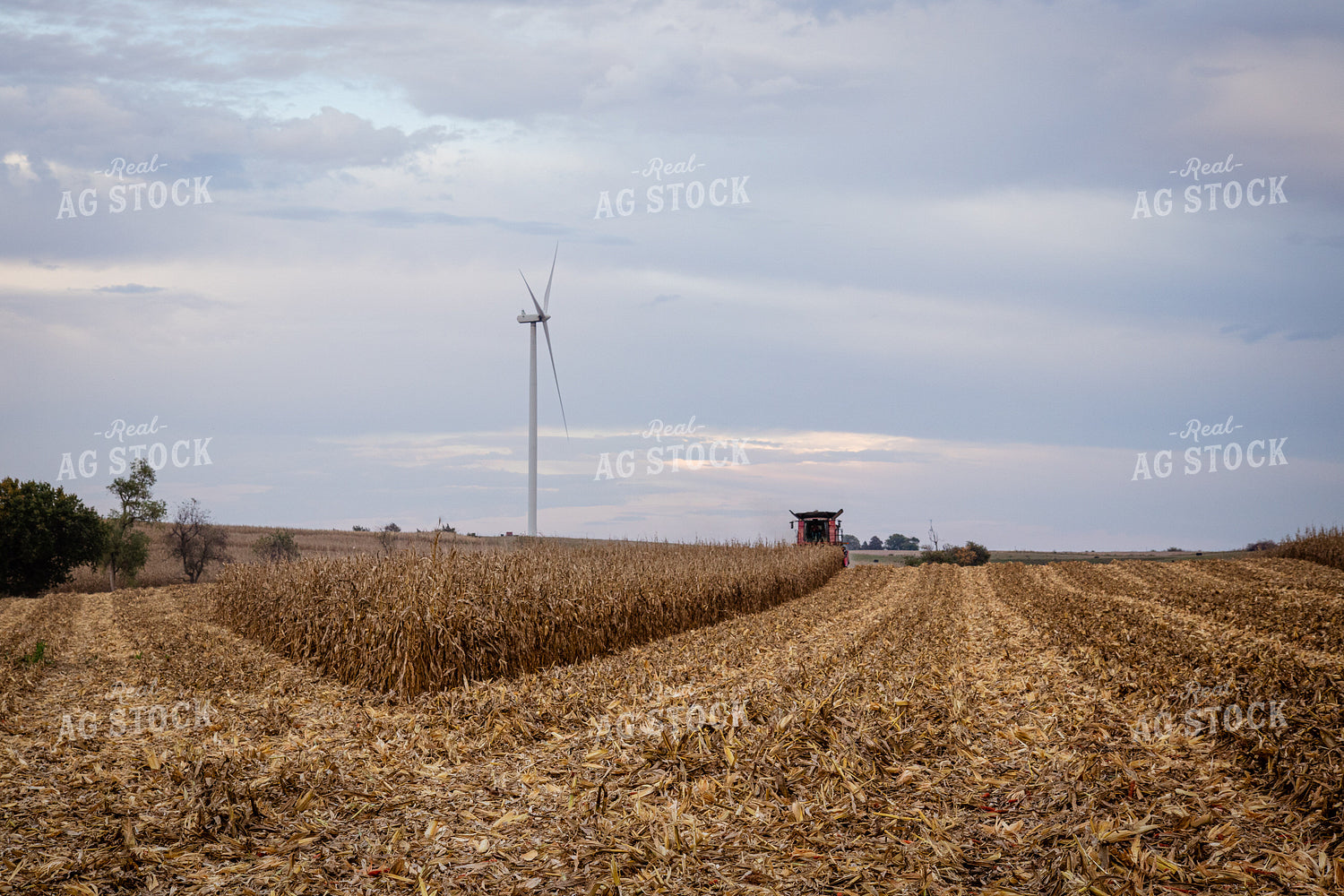 Corn Harvest 268199
