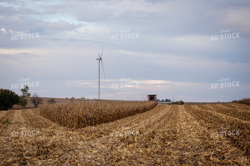 Corn Harvest 268199