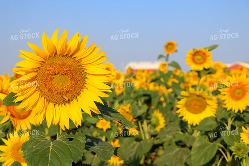 Sunflowers 60051