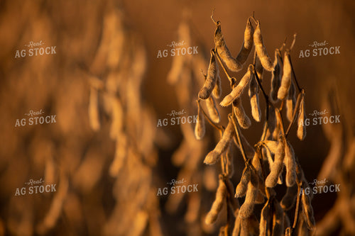 Soybeans - Dry 2455