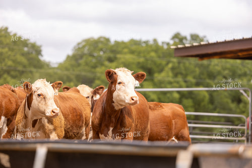 Hereford Cattle 99033